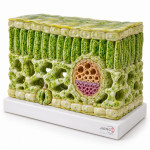 Cross Section of the Leaf